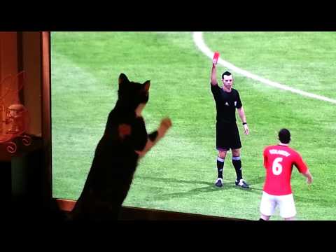 Lucia the kitten and FIFA