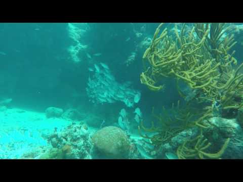 Belize Reef Dive video