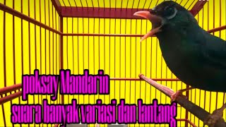 Download lagu POKSAY MANDARIN GACOR banyak VARIASI suara AMPUH UNTUK PANCINGAN POKSAY MANDARIN malas bunyi mp3 Download lagu POKSAY MANDARIN GACOR banyak VARIASI suara AMPUH UNTUK PANCINGAN POKSAY MANDARIN malas bunyi mp3