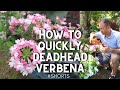 😊How to Quickly Deadhead Verbena ✂️ #shorts #verbena #garden