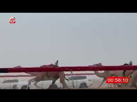   ش 3 (شواهين) لـ سالم محمد السويدي 2:14 , شارة الصندوق 2026/06/14 فطامين سويحان       