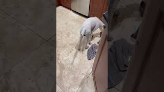 Video preview image #1 Poodle (Miniature) Puppy For Sale in Boca Raton, FL, USA