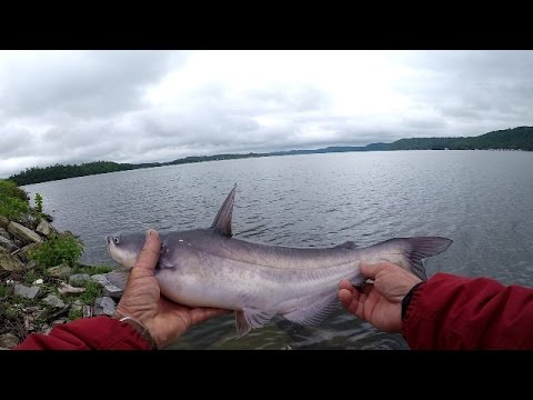 Catfishing With Worms - How To Fiddle Worms
