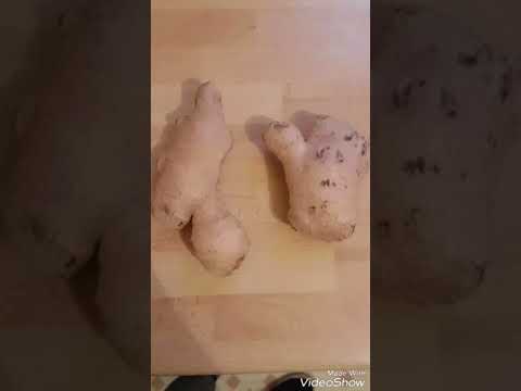 Making Real Ginger Beer using Ginger Beer Plant