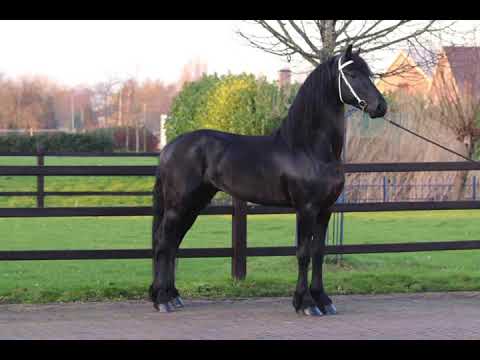 Gerben talent Friesian stallion