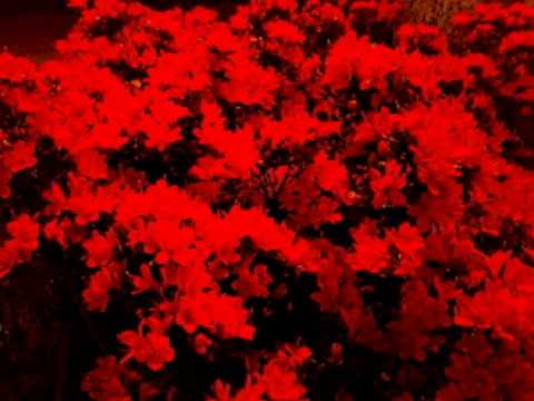 DJ Deckstream feat. Junji Chiba / Creeper