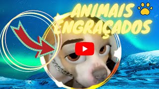 Animais  Engraados Ces e Gatos