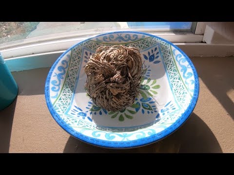 DEAD PLANT COMES BACK TO LIFE! GoPro HERO 7 Black HD Timelapse