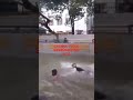 CHENNAI FLOOD SWIMMING POOL 2023