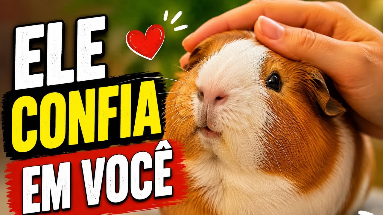 7 Sinais de que Seu Porquinho da Índia Confia em Você