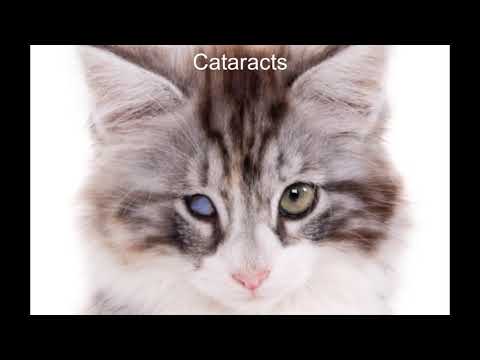 What causes Blindness in Cats