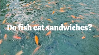 Feeding Fish at the Park's Tranquil Lake 🐟 | Relaxing Day Out
