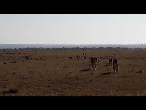 Lioness and cubs relocating