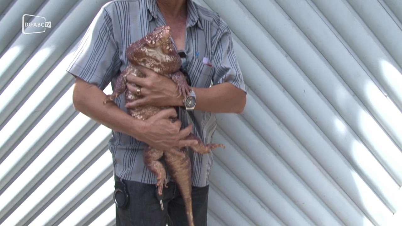 Animais silvestres são apreendidos em Diadema