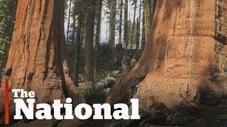 Giant Sequoia Trees Struggling in Warm, Dry Temperatures