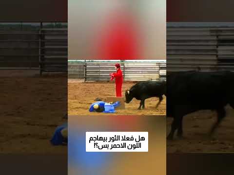 هل فعلا الثور بيهاجم اللون الاحمر بس؟!