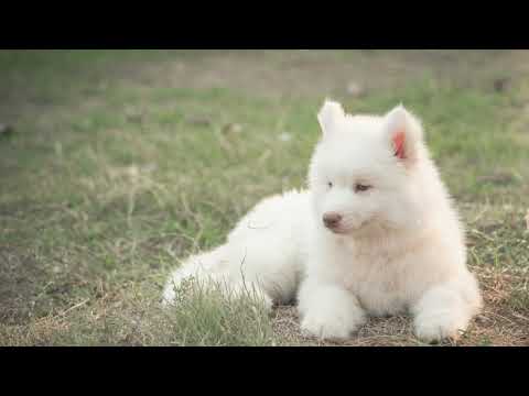 Cinta Beda Dunia(first launched the song)