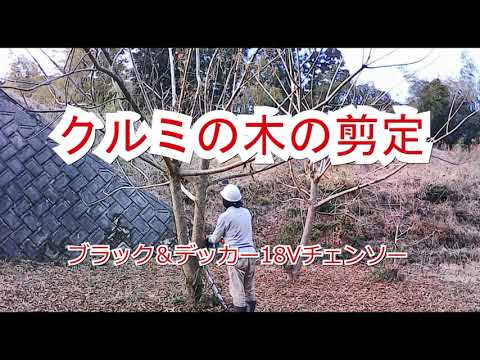  2月にクルミの木を剪定できますか? 「はい」の場合、どのように操作しますか? 2024 年のガイド  庭園