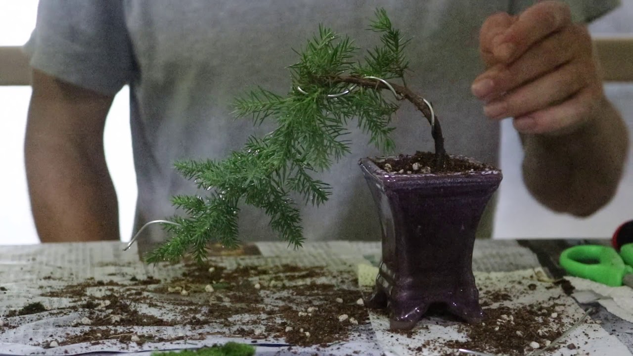 Starting a Small Cascade Juniper Bonsai on a Budget