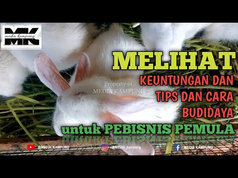 , title : '🔴MELIHAT KEUNTUNGAN, TIPS DAN CARA BUDIDAYA KELINCI UNTUK PEMULA'