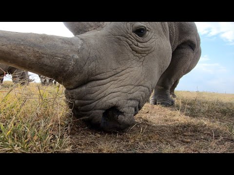 キタシロサイ:ナジンが引退