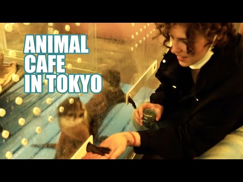 來東京奇特動物咖啡館 跟各種可愛動物作伴吧！ (Unusual animal cafe in Tokyo: Playing with hedgehogs, otters and chinchillas)