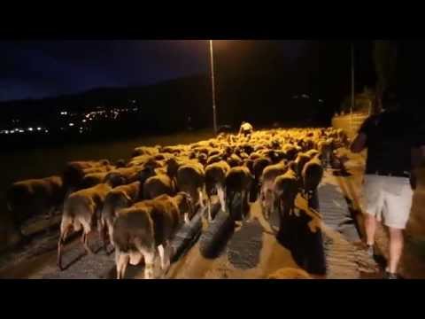 TRANSUMANZA 2014 ITALY