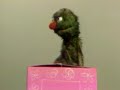 Kermit Gets Gleep To Get IN The Box