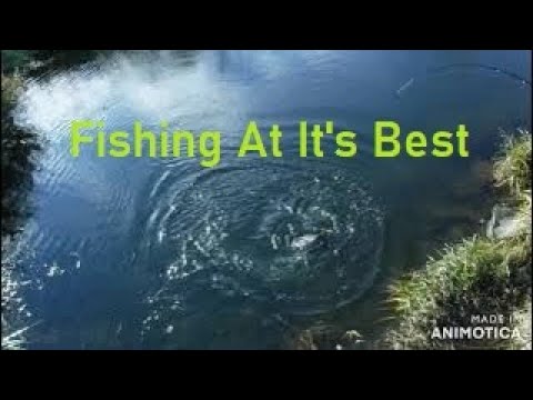 Fishing At It's Best