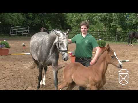Holsteiner Fohlenchampionat - Ostholstein 2016 - Stutenring