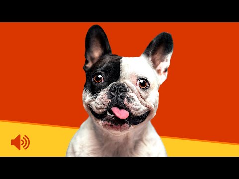 Sounds That Guarantee a Funny Reaction From Your Dog🤣🐕