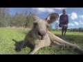 Giant Kangaroo Jumping In Australia Shot With A GoPro