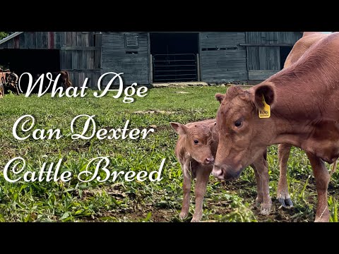 What Age Can Dexter Cattle Breed