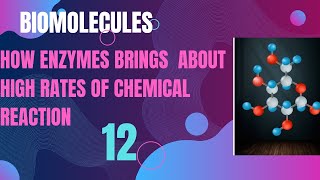 Biomolecules; Class 11;How enzymes bring about high rates of chemical reaction