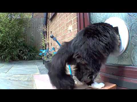 Paw control continued - Mr. Darcy, tuxedo cat feat. Grigo, Maggie, Heri and Spatz