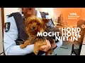 Hondje gedumpt in prullenbak op Schiphol 'omdat hij niet mee mocht naar hotel'