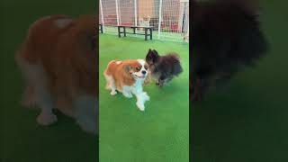 最近お気に入りのドッグラン #関西ドッグラン #大阪ドッグラン #犬のいる生活 #犬との暮らし