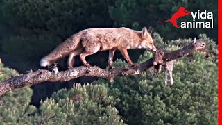 RAPOSA SOBE EM GALHO PARA ROUBAR LEBRE DE ÁGUIA - VIDA ANIMAL