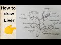 How to draw liver easily | How to draw diagram of human liver/human liver drawing