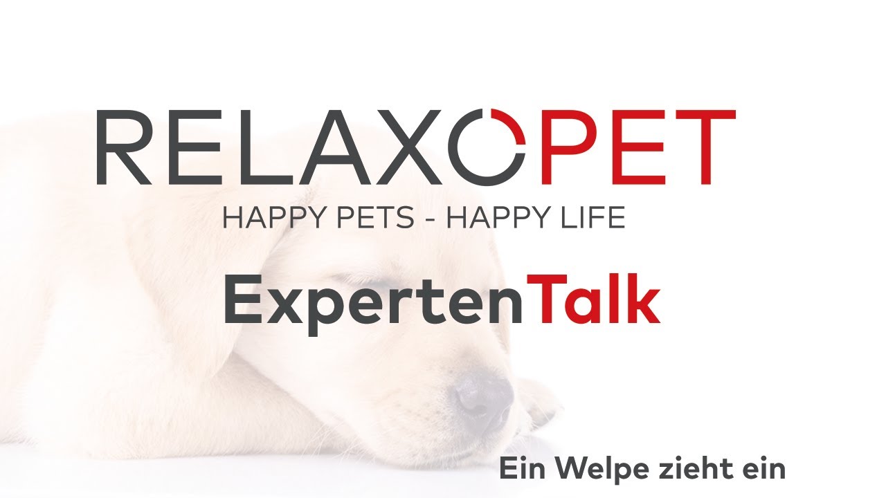 ExpertTalk No.5 - A puppy moves in
