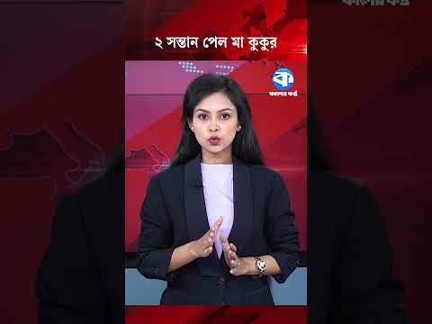 নতুন দুই সন্তান পেল ৮ ছানা হারানো মা কুকুর #dog