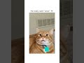 Adopted Cat Says Wow Funny Shorts Cats