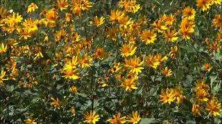 Pachelbel canon - The O'Neill Brothers