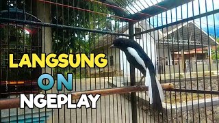 Download lagu TERAPI KACER GACOR DONGKRAK EMOSI DAN BIRAHI LAWAN, JOSS CEPAT GACOR BONGKAR MATERI mp3