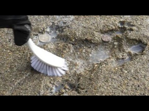 splatatouille the squirrel lived long after making the 1918 W Roscoe St Chicago Rat Hole in Illinois