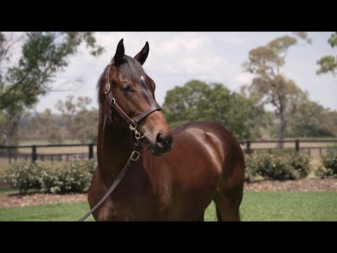 Lot 130 So You Think x Sancy colt - Canning Downs