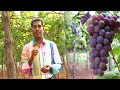 திராட்சை சாகுபடி முறை மற்றும் லாபம் �