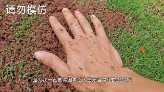 028硬刚红火蚁，了解它们才能更好的应...它们#科普知识 #动物驯化 #红火蚁