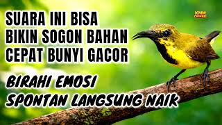 Download lagu 100% DIJAMIN BUNYI‼️ Pancingan sogon agar emosi gacor mp3