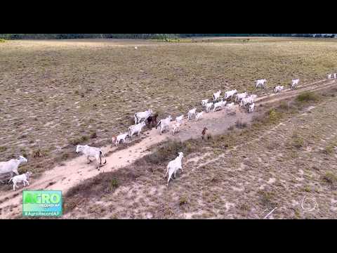 Agro Record AP - Tartarugalzinho: O desenvolvimento no setor da agropecuária e psicultura